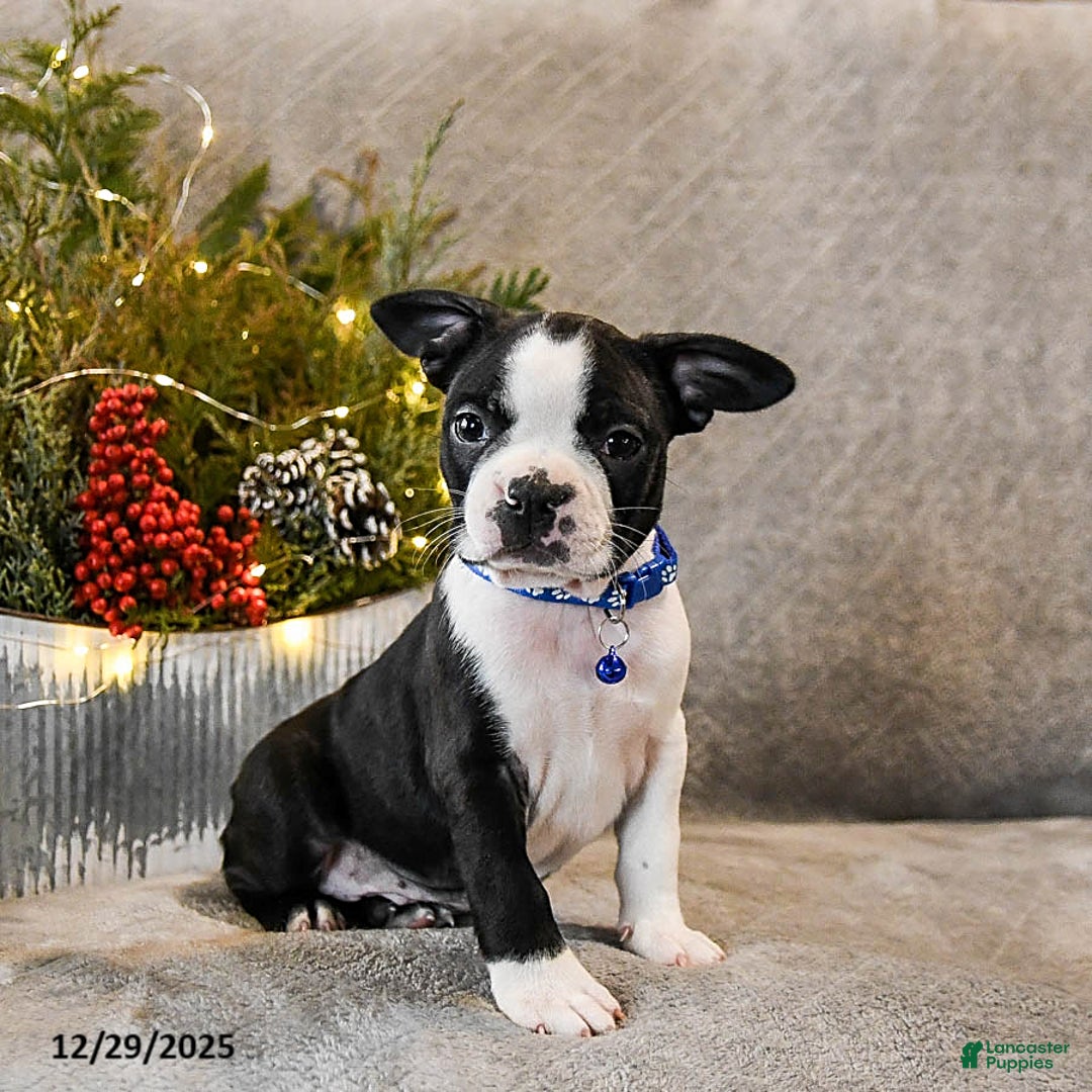 Boston Terrier dogs for sale: Chipper - Ad 4