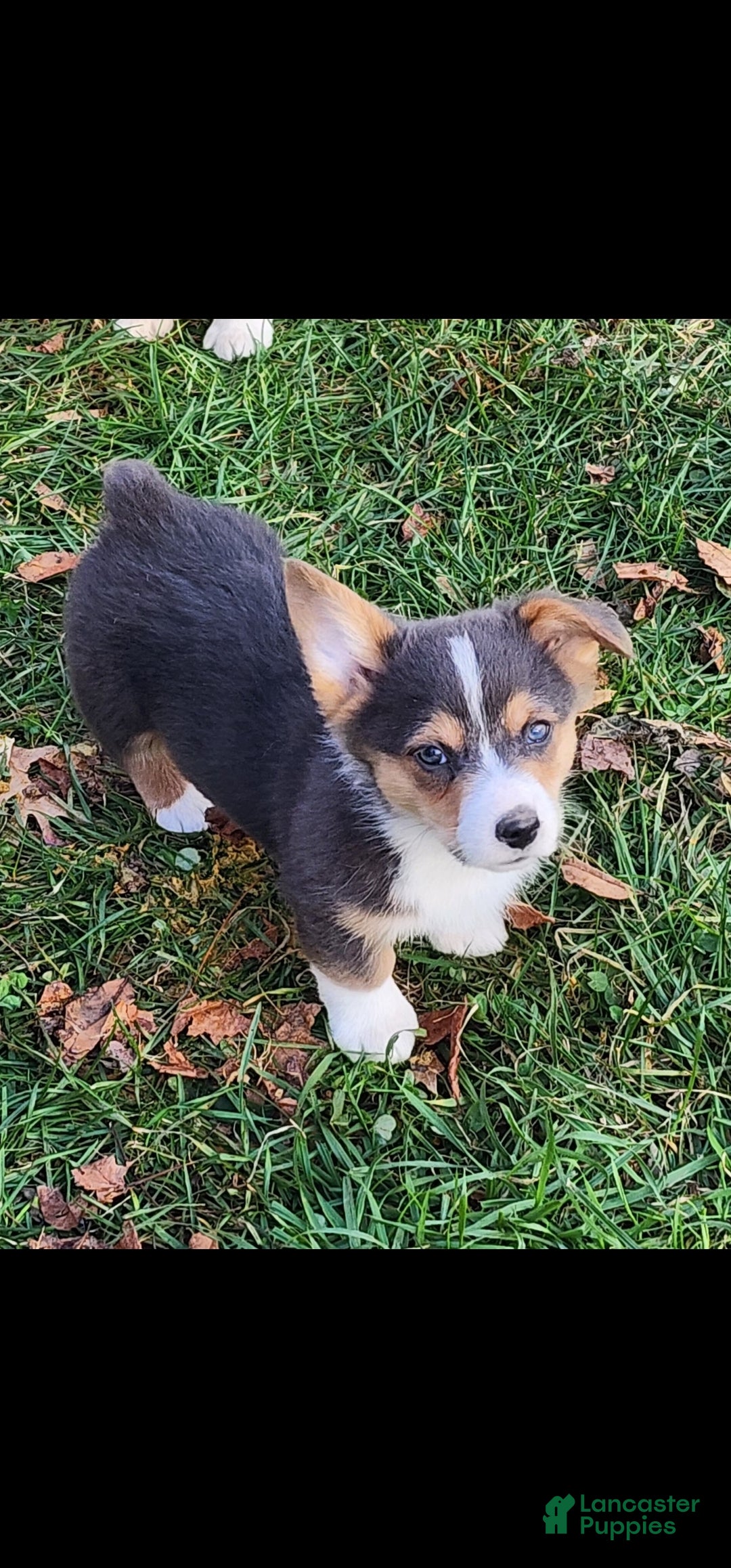 Welsh Corgi Pembroke dogs for sale: Alfie bluie  - Ad 16