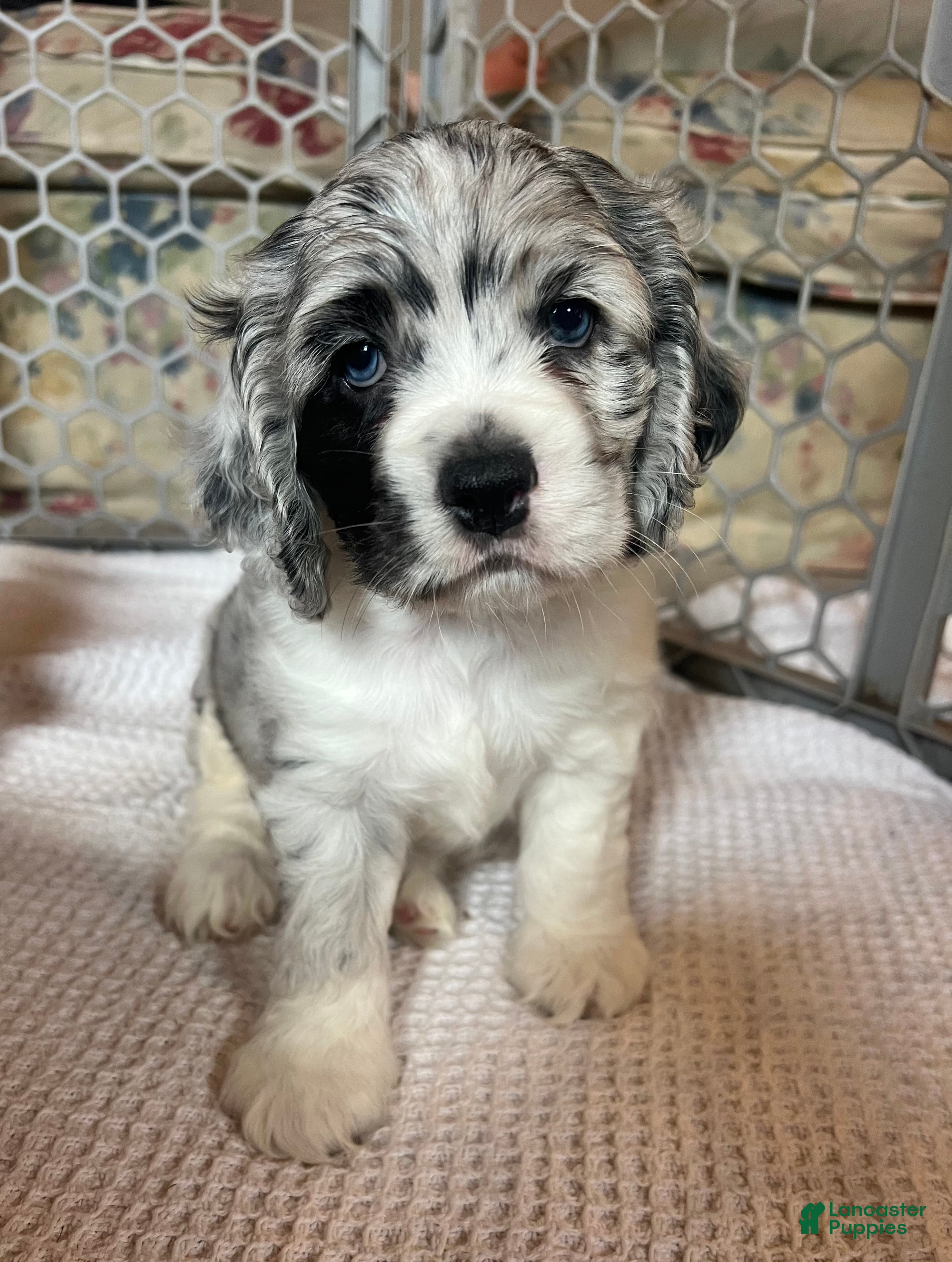 Cocker Spaniel dogs Hugo - Ad 30