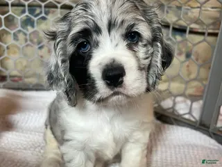 Cocker Spaniel dogs Hugo - Ad 30