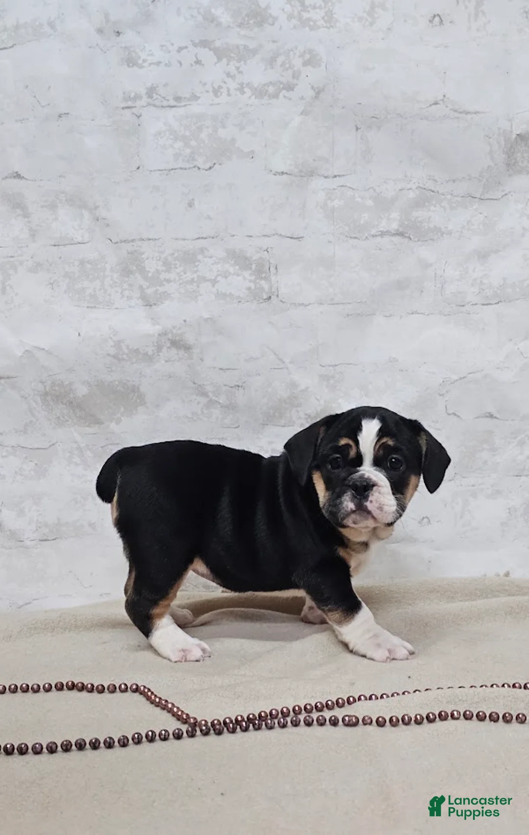 Mixed Breed dogs for sale: Pie Face Bulldog Blend - Ad 2