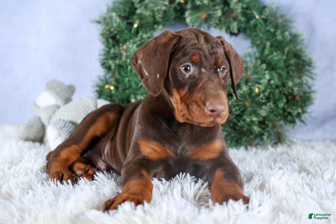Doberman Pinscher dogs for sale: TYSON - Ad 12