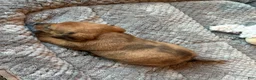 Dachshund dogs for sale: Dachshund 3 - Ad 6