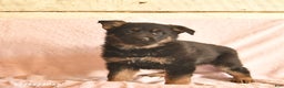 German Shepherd dogs for sale: Boots  - Ad 2