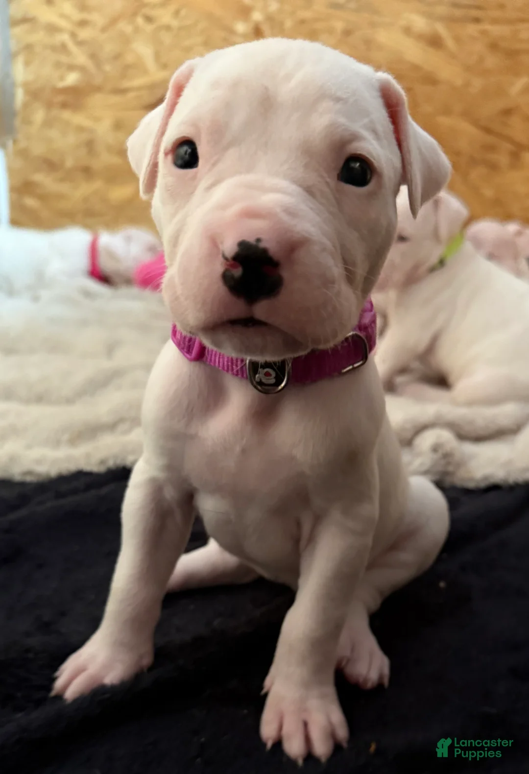 Dogo Argentino dogs for sale: Purple pink collar female  - Ad 1