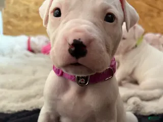 Dogo Argentino dogs Purple pink collar female - Ad 6