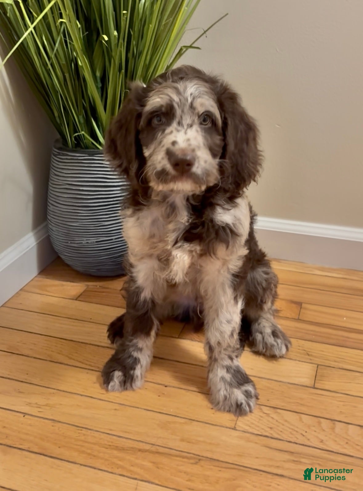 Double Doodle dogs Mustachio - Ad 1