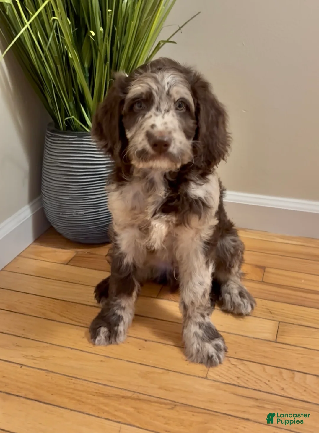 Double Doodle dogs for sale: Mustachio - Ad 1