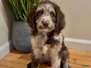 Double Doodle dogs Mustachio - Ad 1