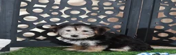 Yochon dogs for sale: AJ Handsome Male Yochon Puppy - Ad 4