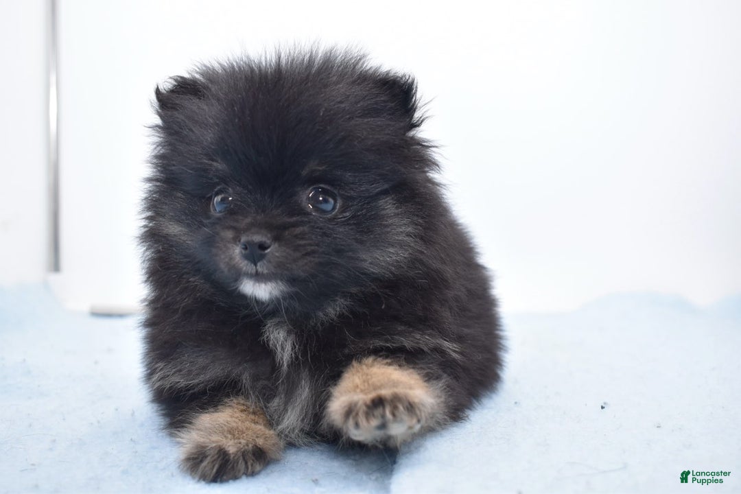 Pomsky dogs for sale: Brisa - Ad 1