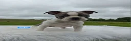 Boston Terrier dogs for sale: Niko - Ad 7