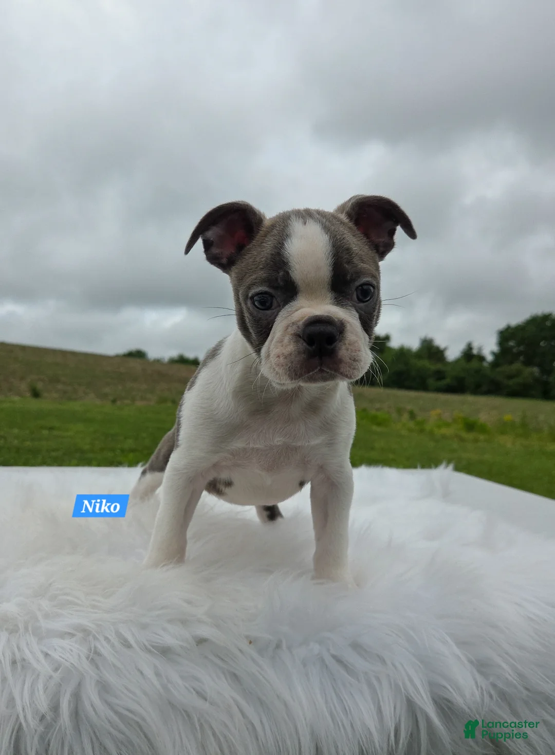 Boston Terrier dogs for sale: Niko - Ad 7