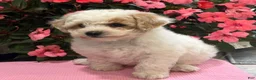 Bichpoo dogs for sale: Kristy - Ad 5