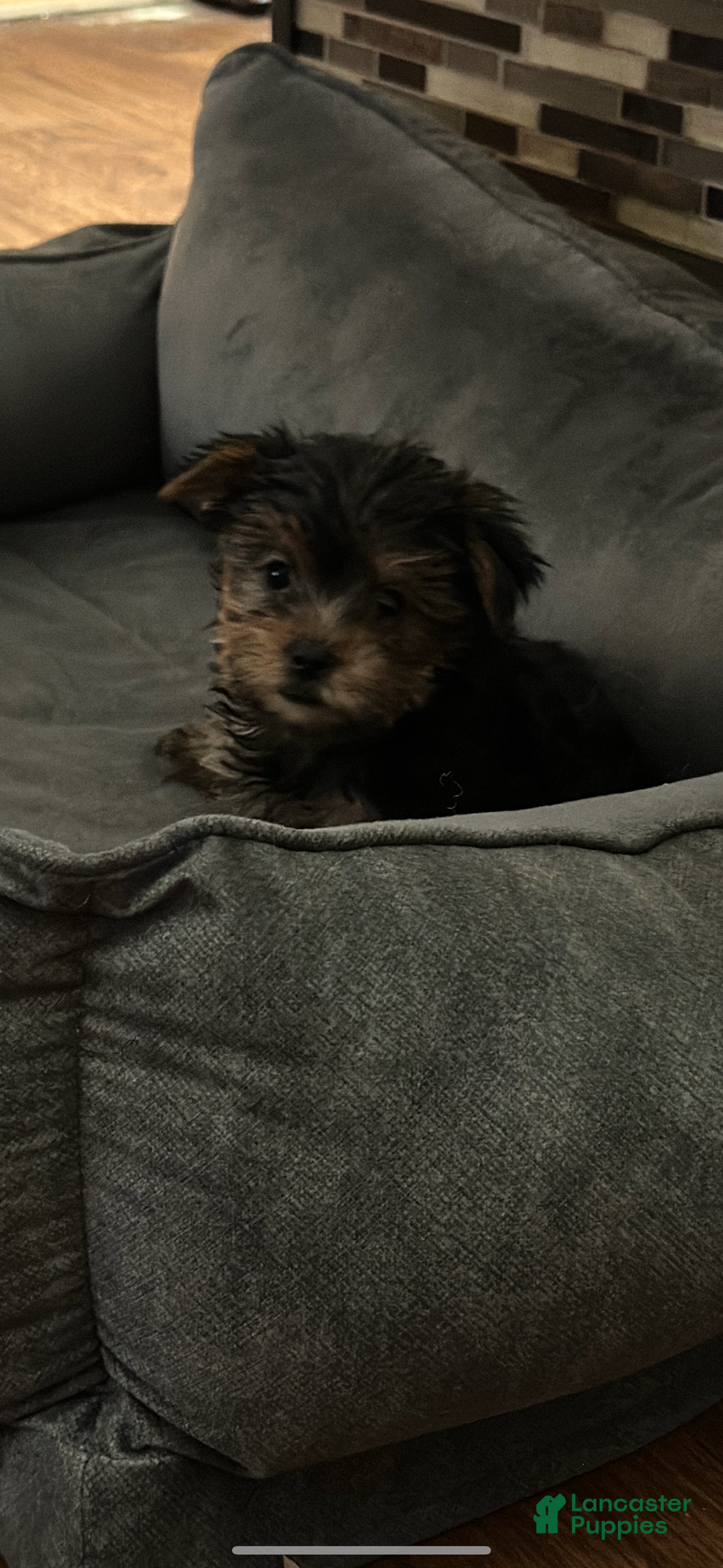 Yorkshire Terrier dogs for sale: Yorkshire Terrier Puppy female 2 - Ad 5
