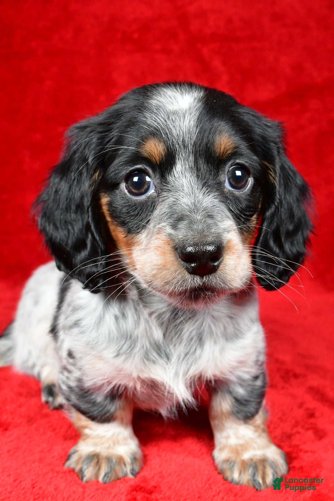 Miniature Dachshund dogs for sale: Daisy - Ad 7