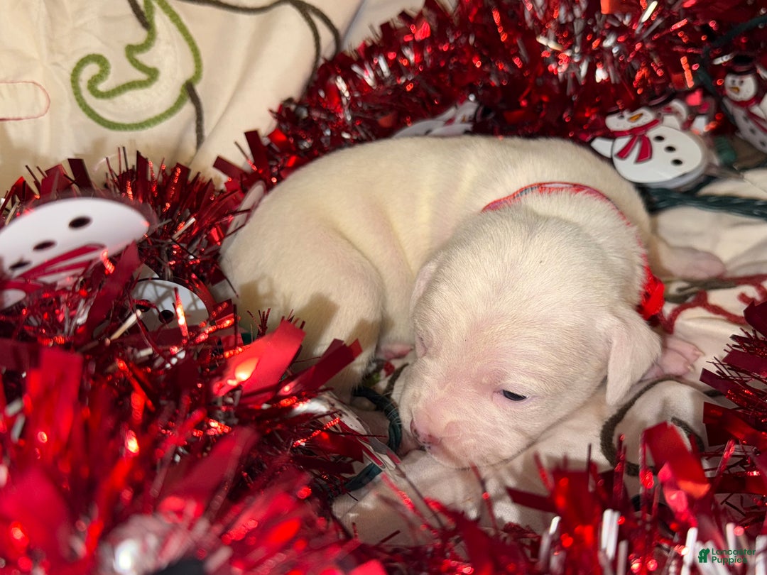 Mixed Breed dogs for sale: Puffball - Ad 4