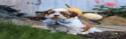 Shih Tzu dogs for sale: Benji - Ad 2