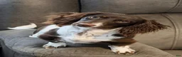Miniature Dachshund dogs for sale: Princess - Elegant AKC Long-Haired Chocolate & White Piebald - Ad 14
