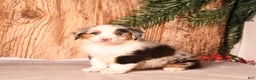 Miniature Australian Shepherd dogs for sale: Eggnog - Ad 5