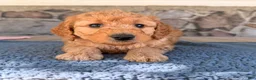 Mini Goldendoodle dogs for sale: Carl - Ad 4