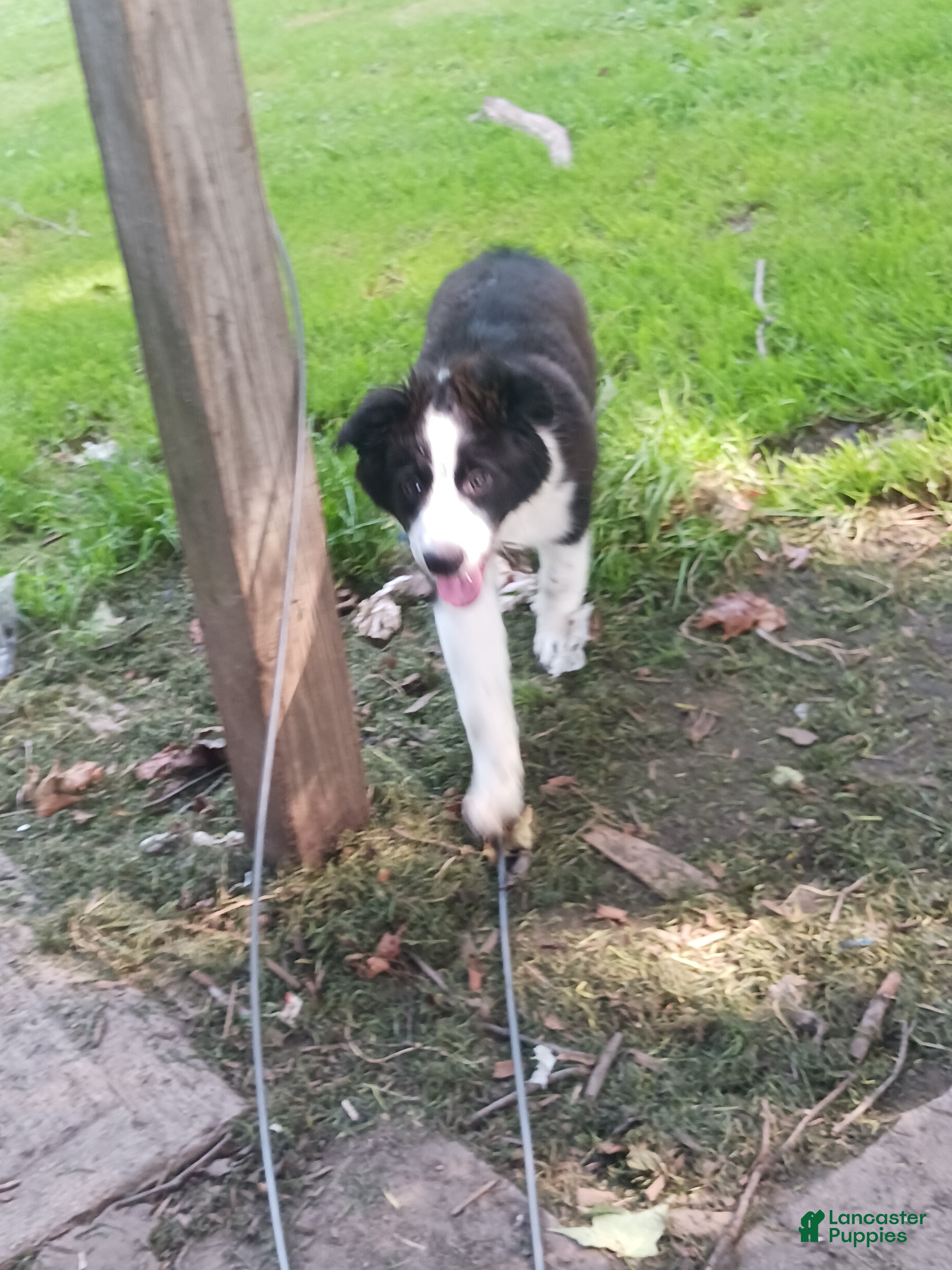 Mixed Breed dogs Sami - Ad 2