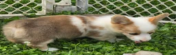 Welsh Corgi Pembroke dogs for sale: Beautiful Bentley  - Ad 15