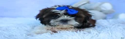 Shih Tzu dogs for sale: RANDY - Ad 14