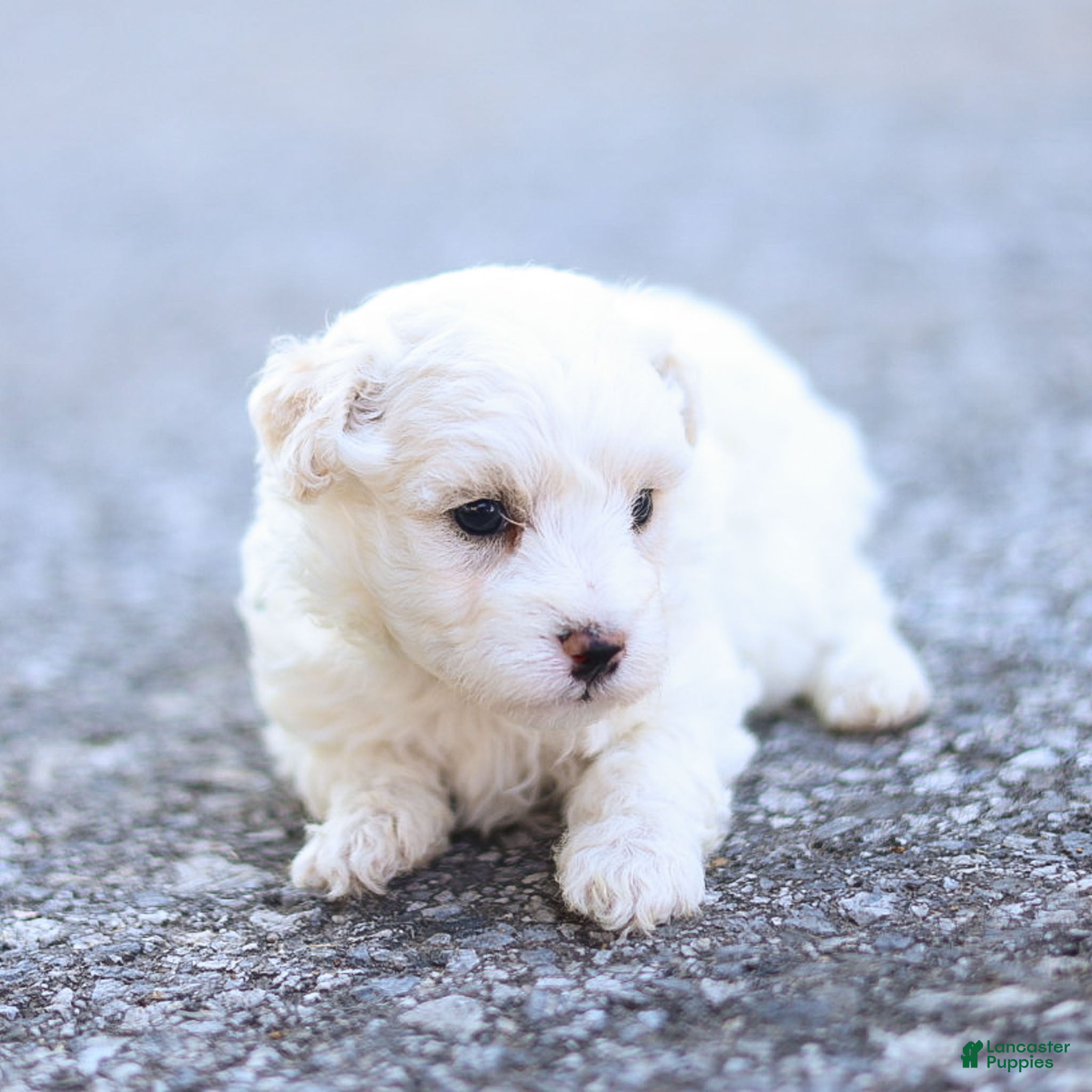 Maltipoo dogs Jesse Maltipoo  - Ad 1