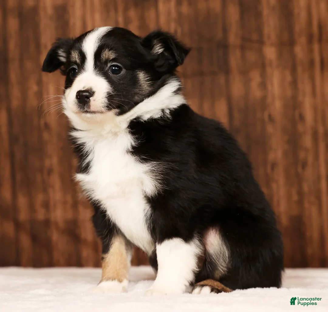 Miniature Australian Shepherd dogs for sale: Raptor - Ad 3