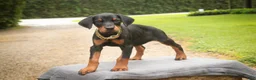Doberman Pinscher dogs for sale: Leopold - Ad 8