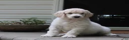 Standard Poodle dogs for sale: River AKC Standard Poodle  - Ad 17
