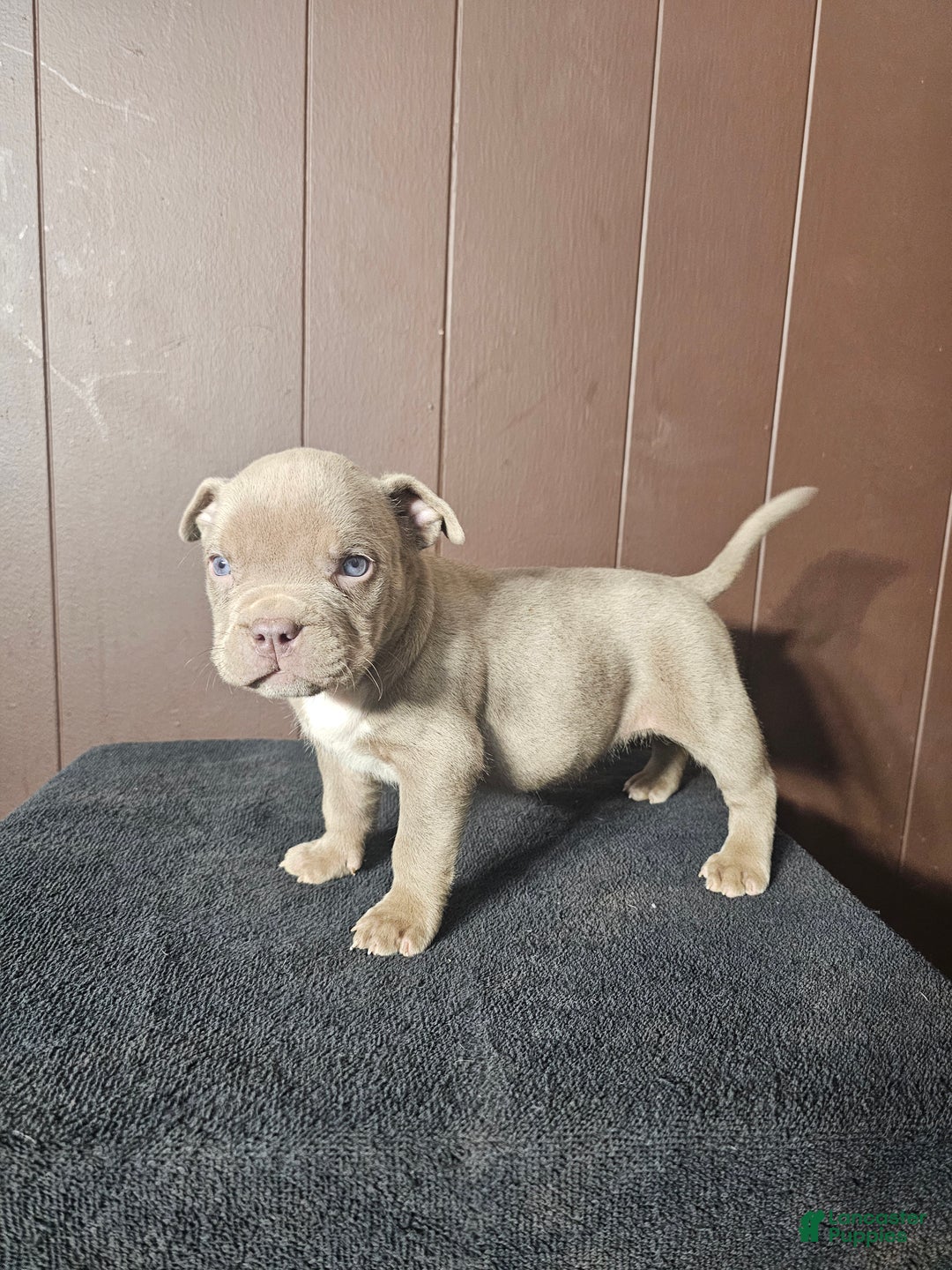 American Bully dogs for sale: Diem - Lilac - Ad 2