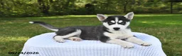 Siberian Husky dogs for sale: Lola - Ad 2