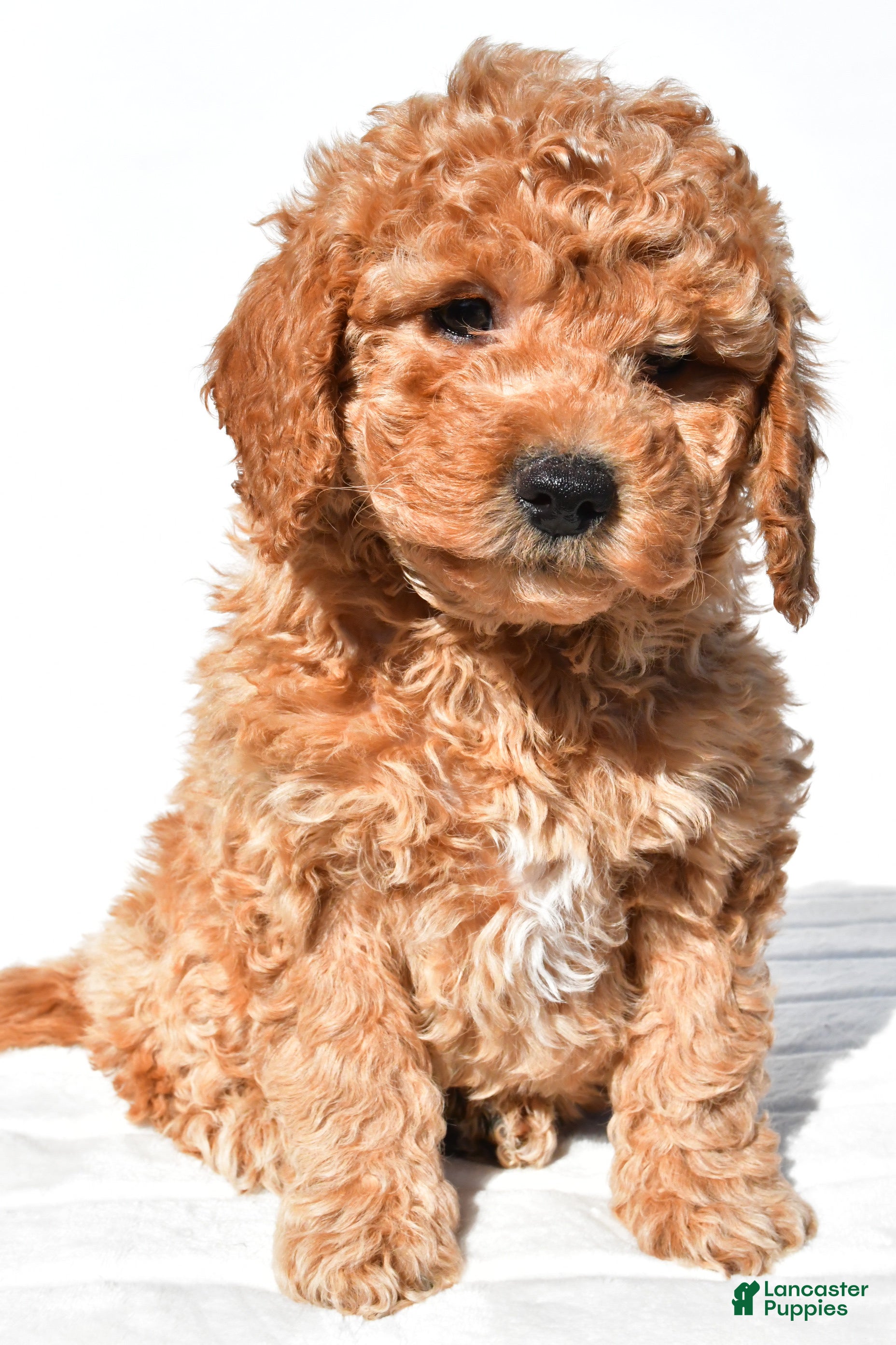 Mini Goldendoodle dogs Alice - Ad 2