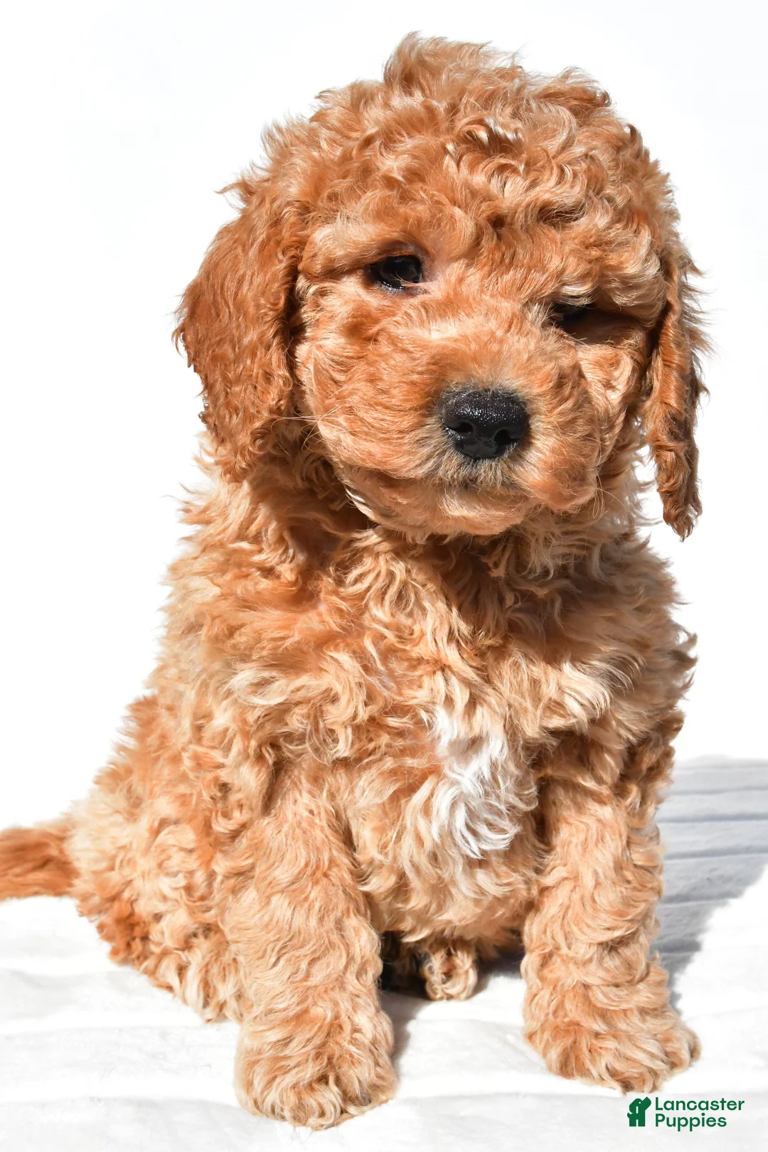Mini Goldendoodle dogs for sale: Alice - Ad 2