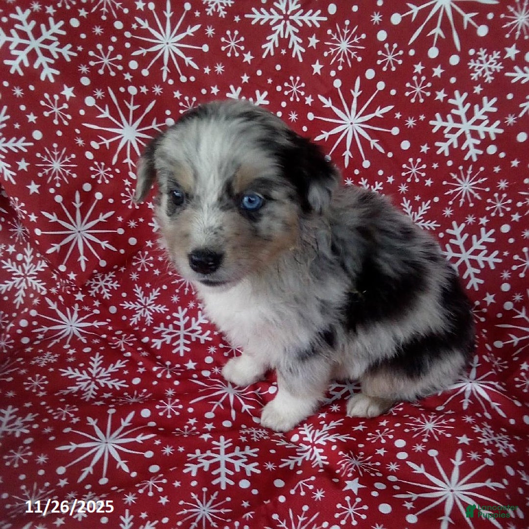 Miniature Australian Shepherd dogs for sale: Buckeye - Ad 3
