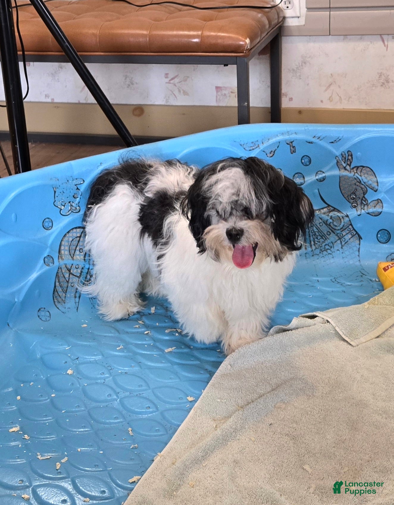 Teddy Bear dogs Jade - Ad 1