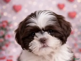 Shih Tzu dogs Cream - Ad 14