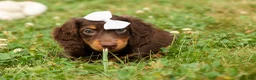 Miniature Dachshund dogs for sale: BRANDY - Ad 4