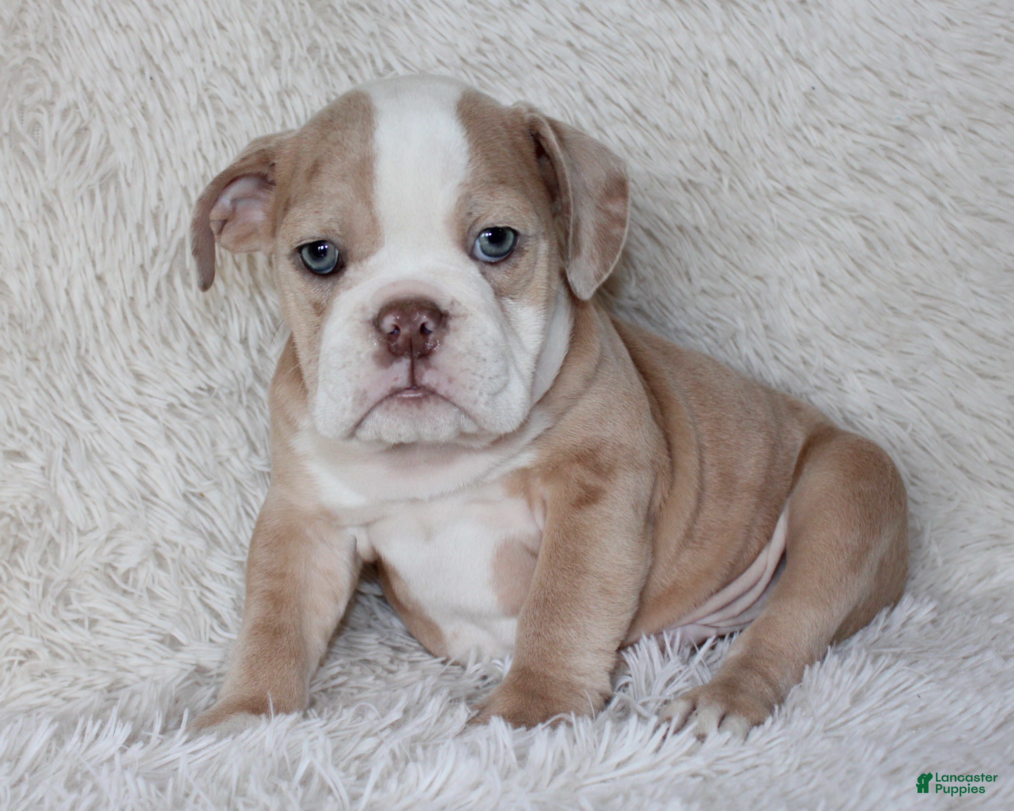 English Bulldog dogs Kory - Ad 1