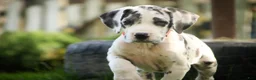 Great Dane dogs for sale: Blake Great Dane  - Ad 14