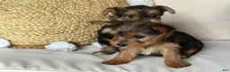 Yorkshire Terrier dogs for sale: Yorkshire Terrier Puppy 2 - Ad 3