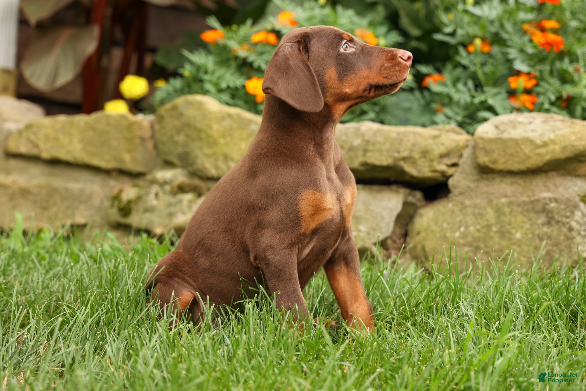 Doberman Pinscher dogs DUKE - Ad 2