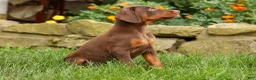 Doberman Pinscher dogs for sale: DUKE - Ad 2