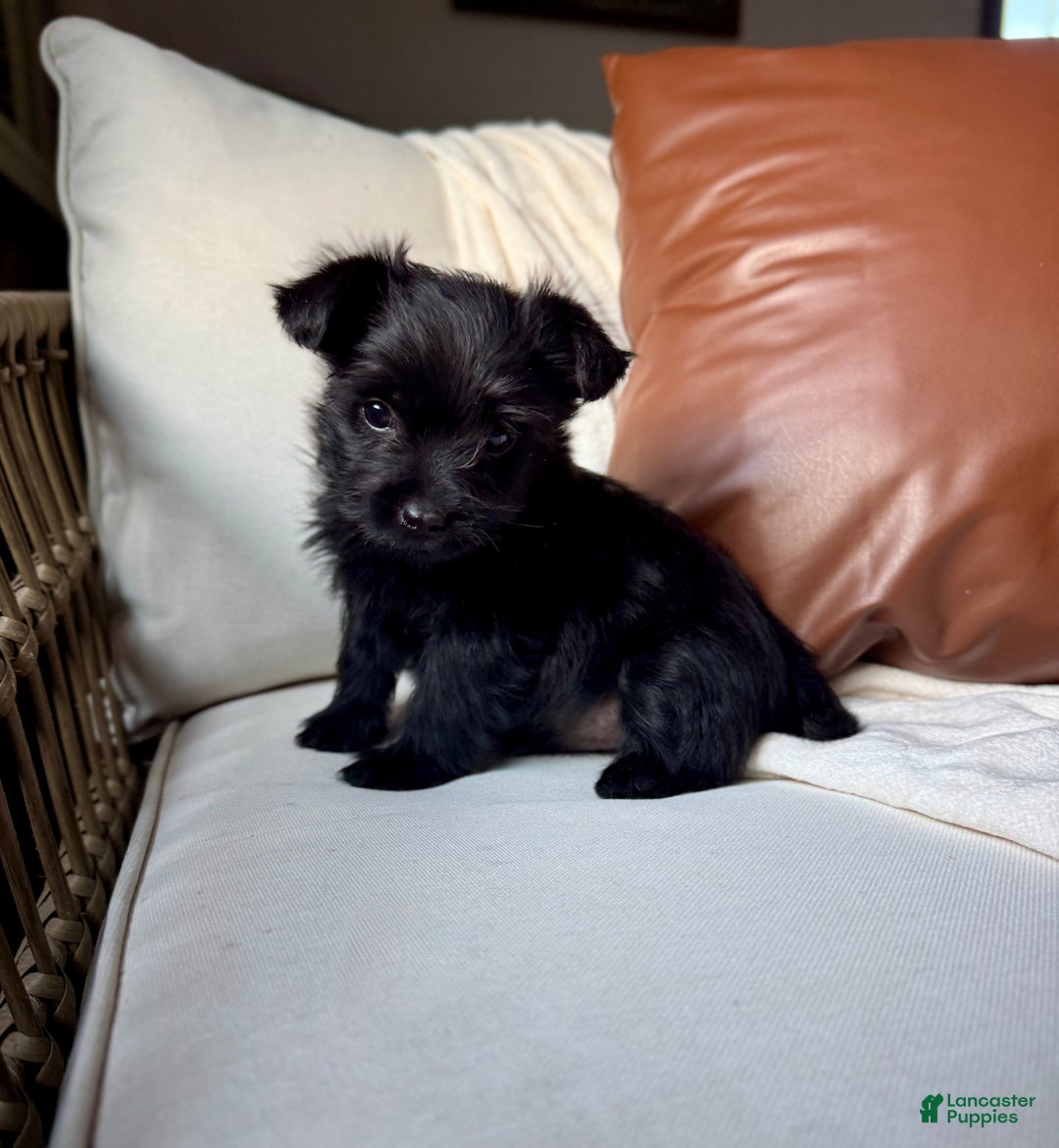 Yorkiepoo dogs for sale: Dakota - Ad 5