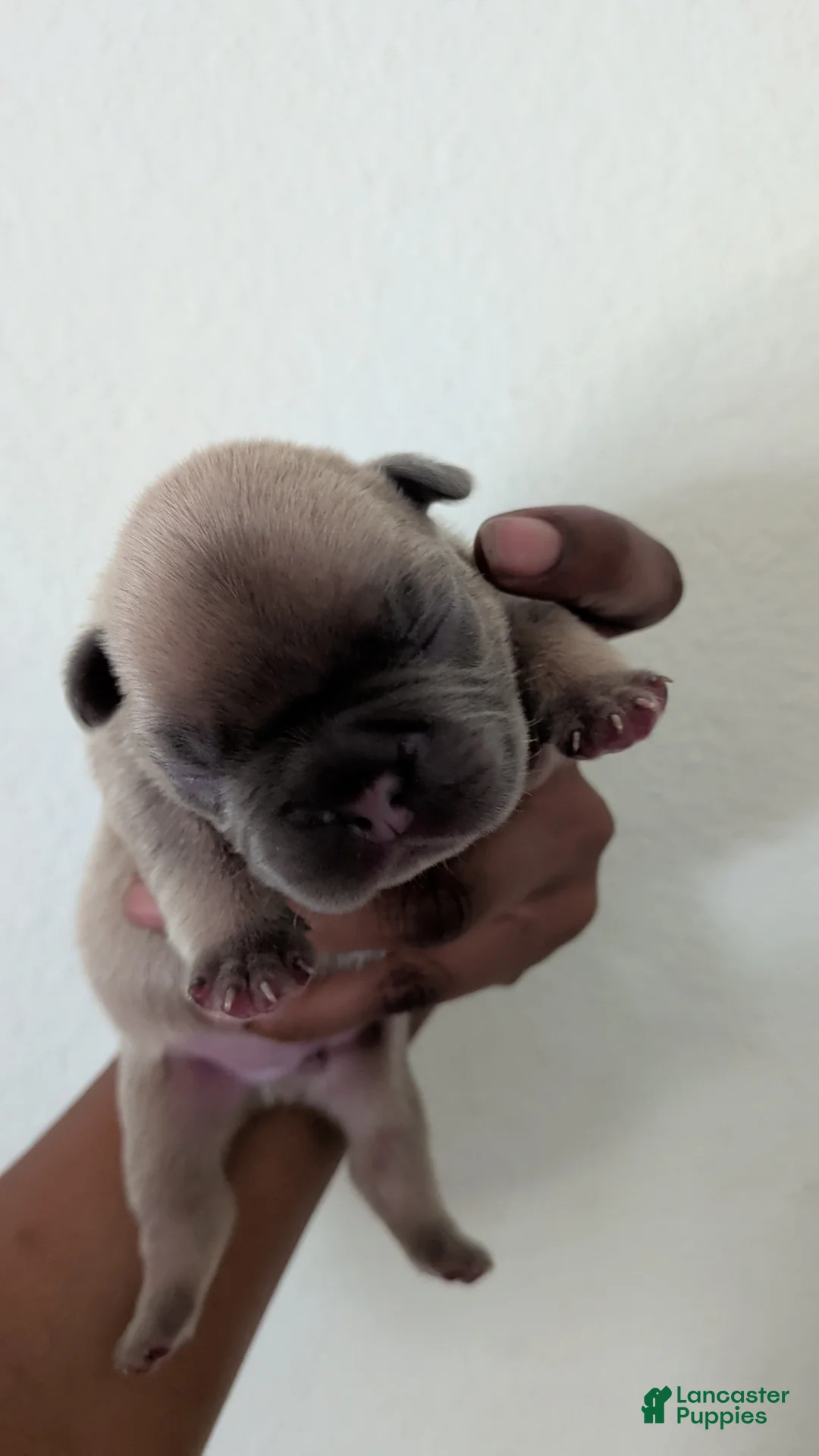 French Bulldog dogs for sale: French Bulldog 2 - Ad 2