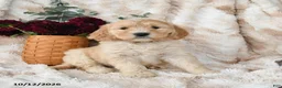 Goldendoodle dogs for sale: Haven - Ad 2