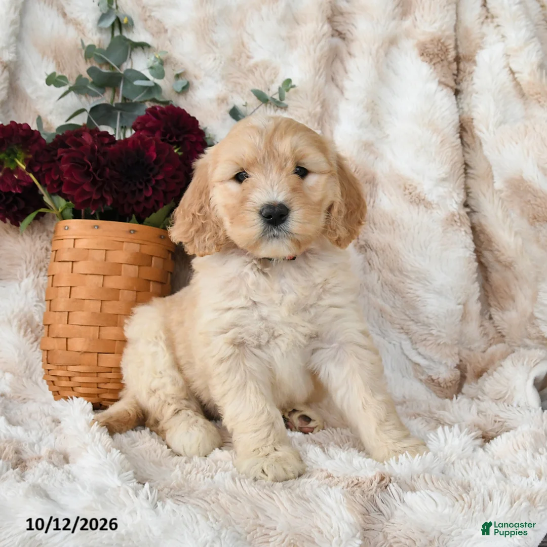 Goldendoodle dogs for sale: Haven - Ad 2