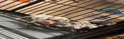 American Bully dogs for sale: American Bully Puppy 4 - Ad 1